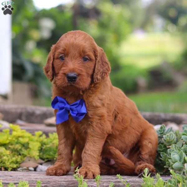 Jasper, Goldendoodle Puppy